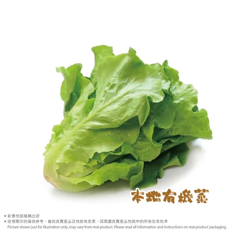 有機意大利生菜｜本地有機菜｜有機認證農場 Organic Italian Lettuce